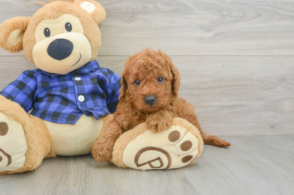 6 week old Mini Goldendoodle Puppy For Sale - Seaside Pups