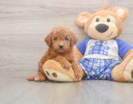 6 week old Mini Goldendoodle Puppy For Sale - Seaside Pups