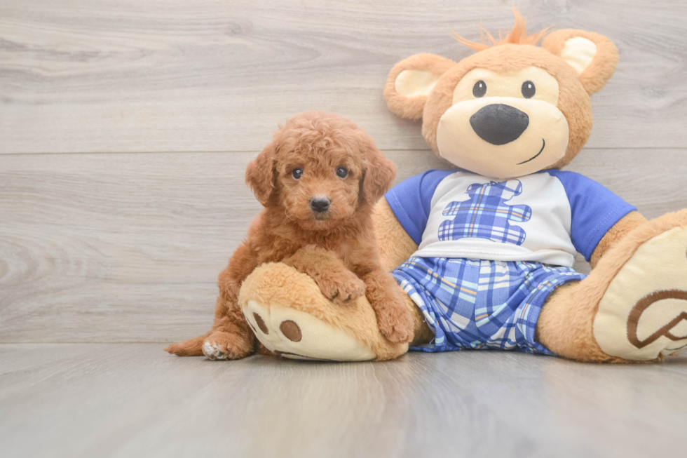 Meet Elon - our Mini Goldendoodle Puppy Photo  1/3 - Seaside Pups Mini Goldendoodle Puppy for Adoption