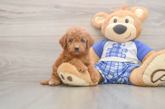 6 week old Mini Goldendoodle Puppy For Sale - Seaside Pups Mini Goldendoodle Puppy for Adoption
