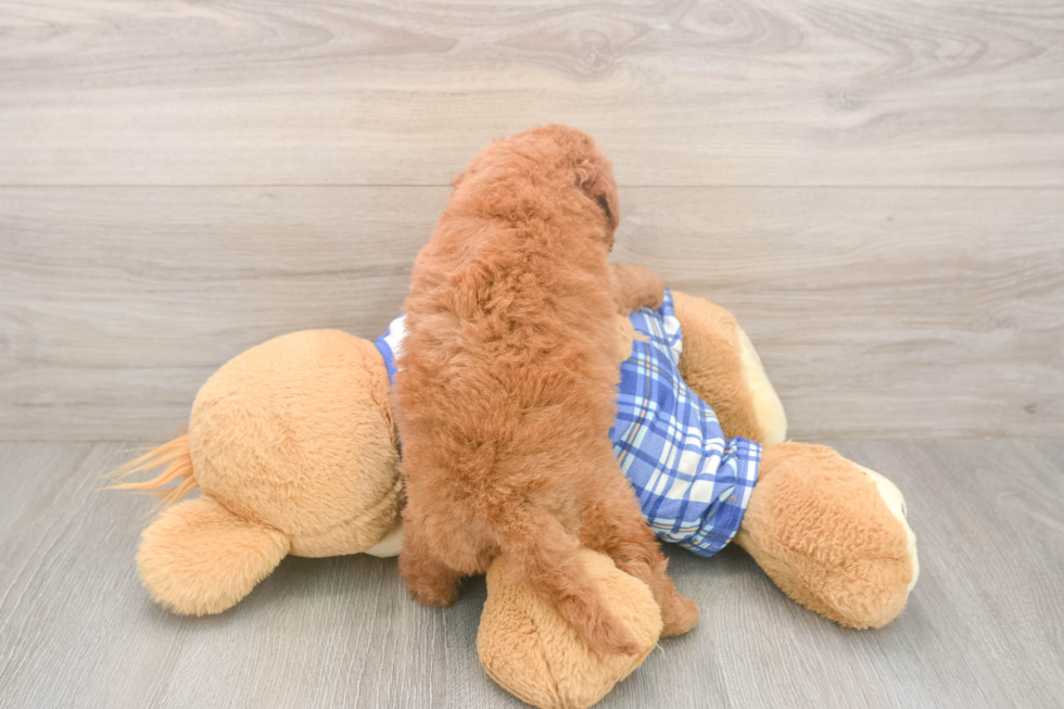 Meet Elon - our Mini Goldendoodle Puppy Photo  3/3 - Seaside Pups Best Mini Goldendoodle Baby