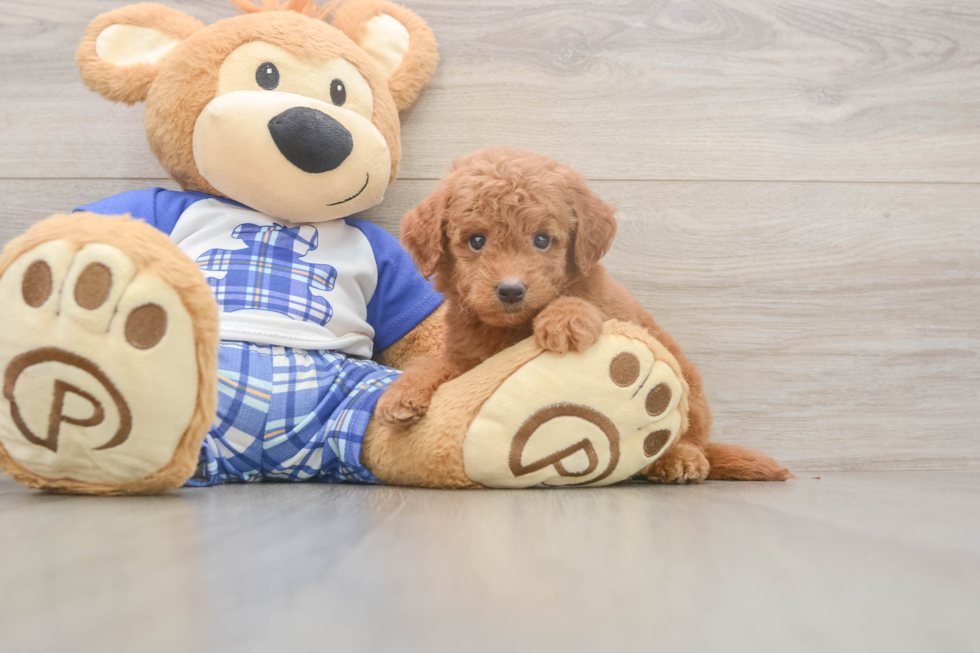 Meet Elon - our Mini Goldendoodle Puppy Photo  2/3 - Seaside Pups Best Mini Goldendoodle Baby