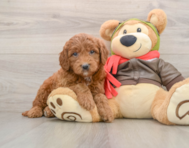 7 week old Mini Goldendoodle Puppy For Sale - Seaside Pups