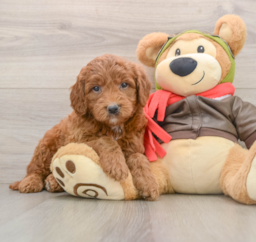7 week old Mini Goldendoodle Puppy For Sale - Seaside Pups