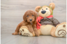Best Mini Goldendoodle Baby