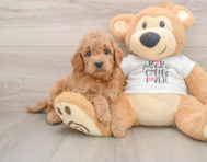 7 week old Mini Goldendoodle Puppy For Sale - Seaside Pups