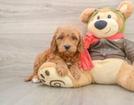 7 week old Mini Goldendoodle Puppy For Sale - Seaside Pups