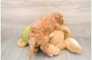 Small Mini Goldendoodle Baby