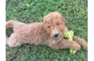 Cute Golden Doodle Poodle Mix Puppy