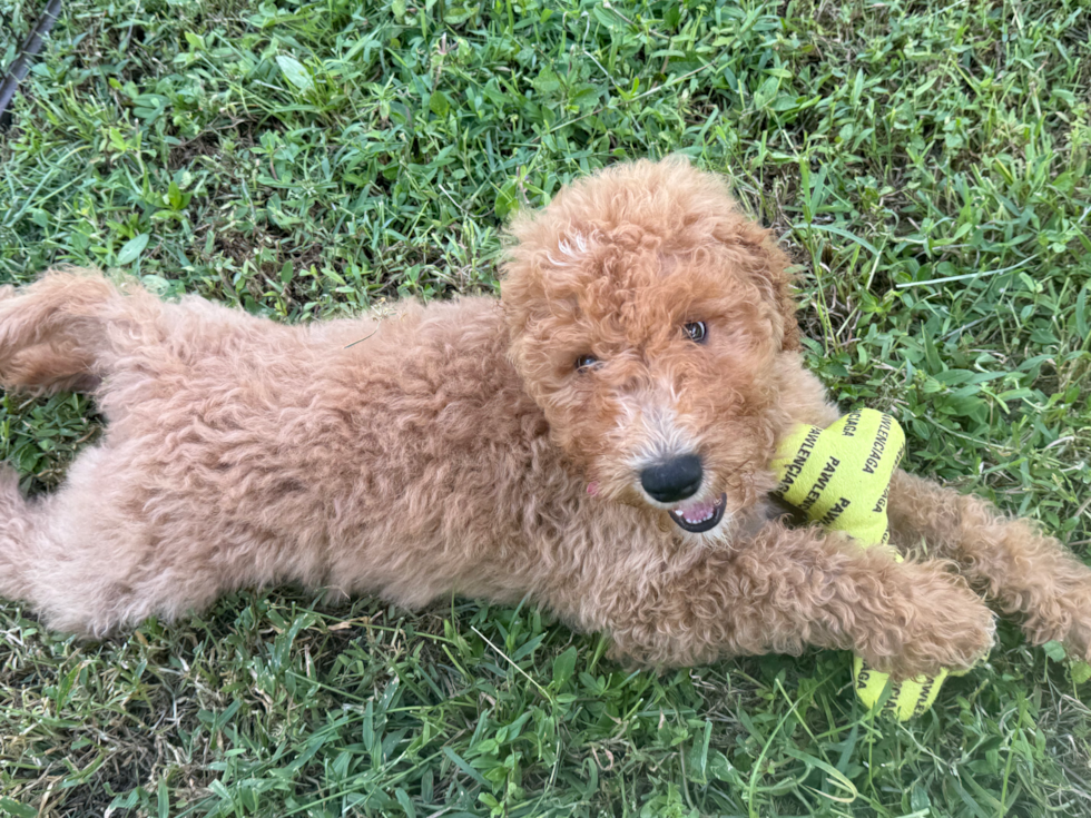 Cute Golden Doodle Poodle Mix Puppy