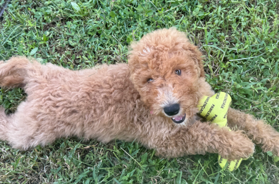Mini Goldendoodle Pup Being Cute