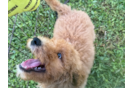 Mini Goldendoodle Pup Being Cute