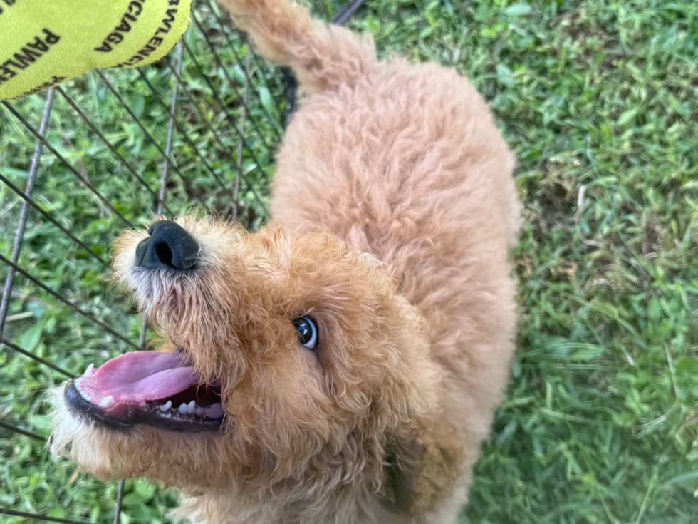 Mini Goldendoodle Pup Being Cute