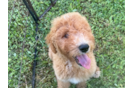 Mini Goldendoodle Pup Being Cute