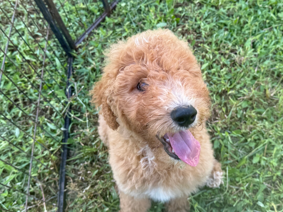 Mini Goldendoodle Pup Being Cute