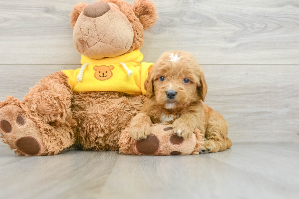 Mini Goldendoodle Pup Being Cute