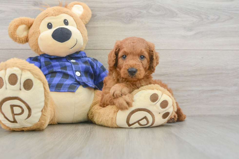 6 week old Mini Goldendoodle Puppy For Sale - Seaside Pups