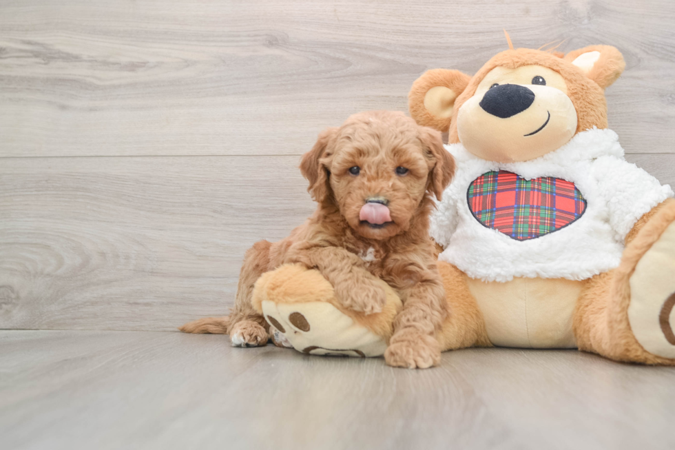 Energetic Golden Doodle Poodle Mix Puppy