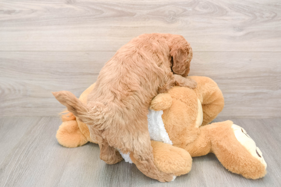 Mini Goldendoodle Puppy for Adoption