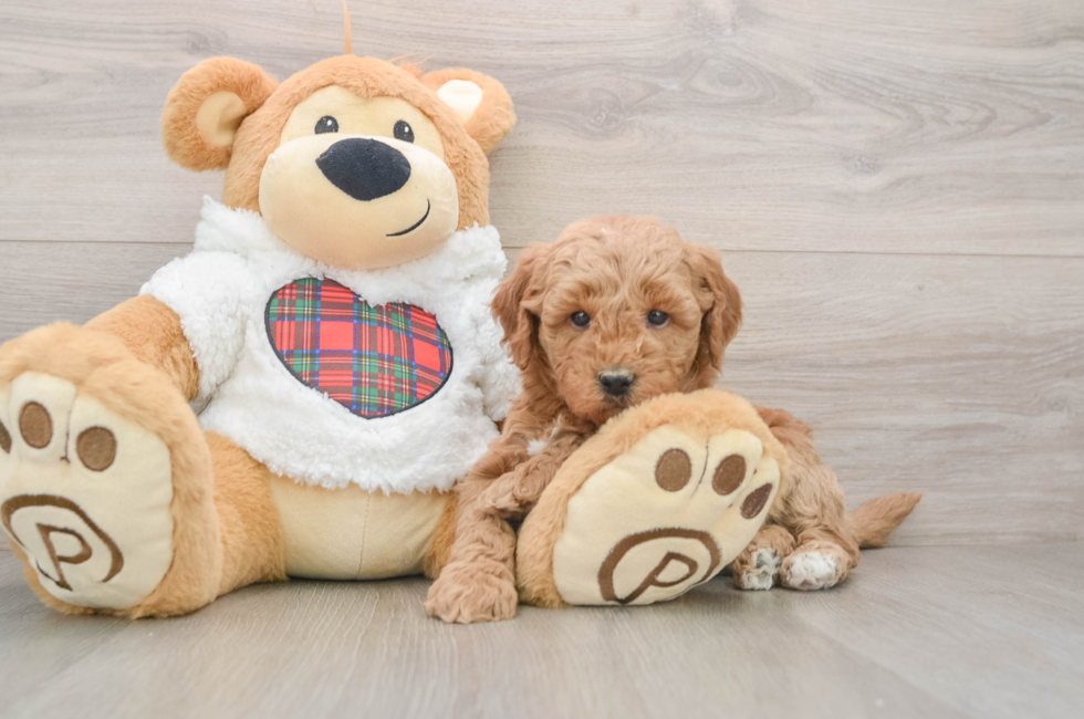 5 week old Mini Goldendoodle Puppy For Sale - Seaside Pups