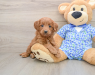 6 week old Mini Goldendoodle Puppy For Sale - Seaside Pups