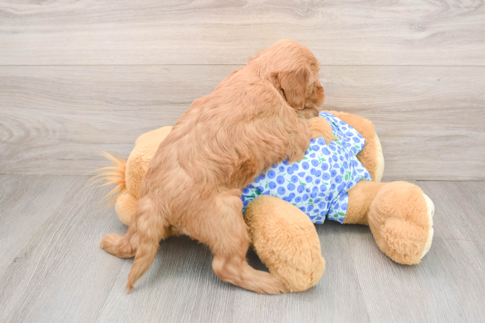 Playful Mini Groodle Poodle Mix Puppy