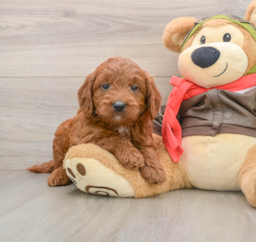 7 week old Mini Goldendoodle Puppy For Sale - Seaside Pups