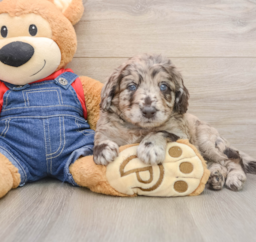 7 week old Mini Goldendoodle Puppy For Sale - Seaside Pups