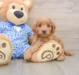 8 week old Mini Goldendoodle Puppy For Sale - Seaside Pups