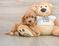 7 week old Mini Goldendoodle Puppy For Sale - Seaside Pups