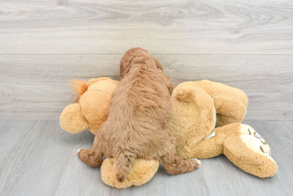 Small Mini Goldendoodle Baby