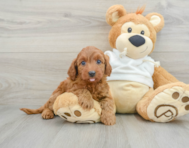 8 week old Mini Goldendoodle Puppy For Sale - Seaside Pups