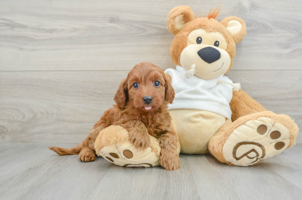 8 week old Mini Goldendoodle Puppy For Sale - Seaside Pups