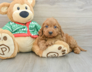 7 week old Mini Goldendoodle Puppy For Sale - Seaside Pups