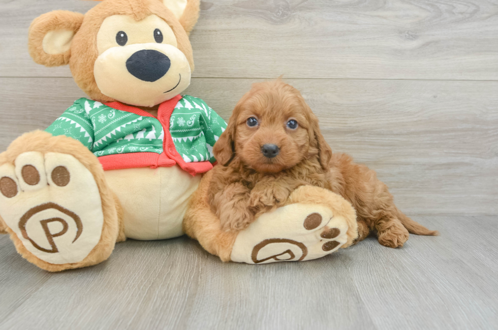 7 week old Mini Goldendoodle Puppy For Sale - Seaside Pups