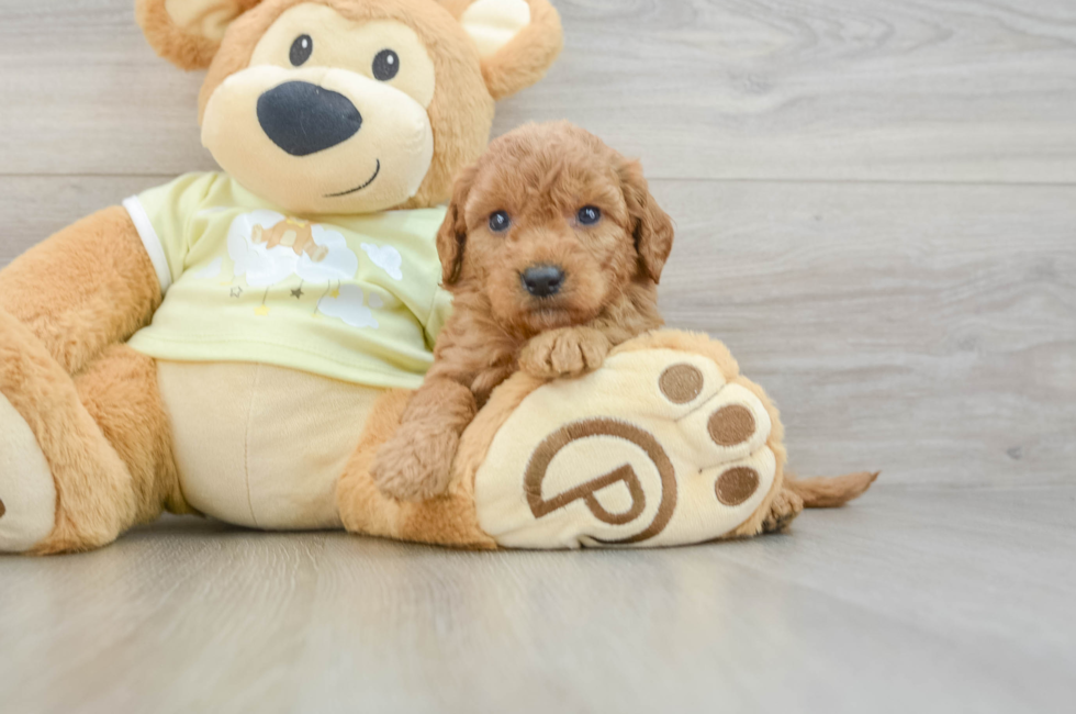 6 week old Mini Goldendoodle Puppy For Sale - Seaside Pups
