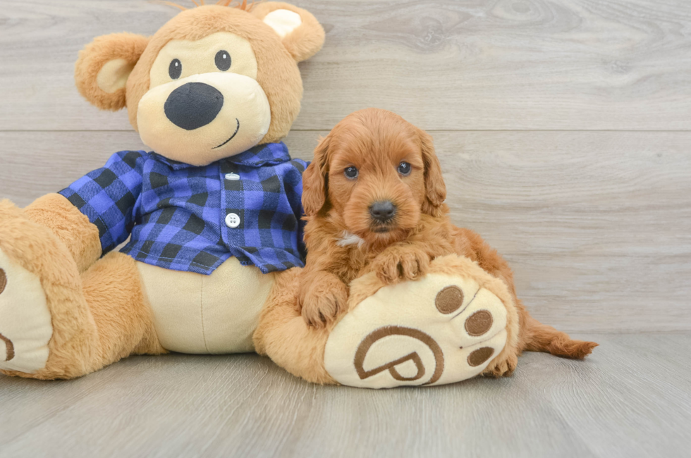6 week old Mini Goldendoodle Puppy For Sale - Seaside Pups
