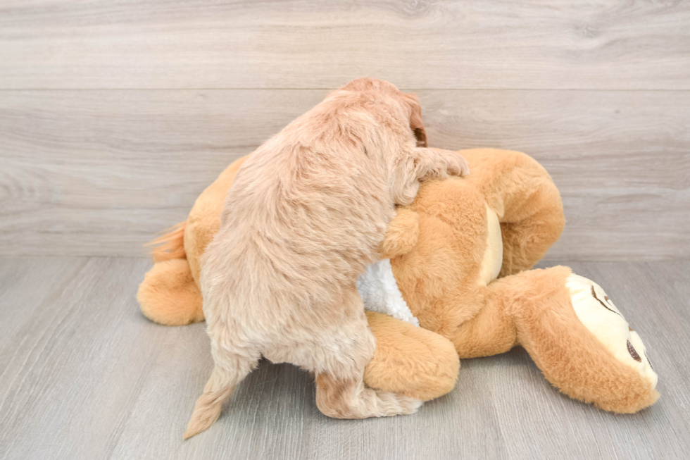 Mini Goldendoodle Puppy for Adoption