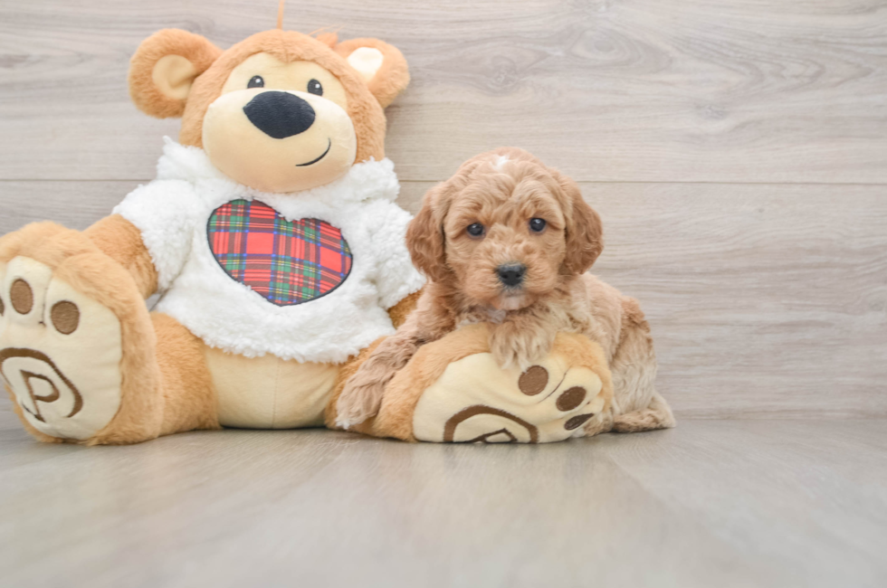 5 week old Mini Goldendoodle Puppy For Sale - Seaside Pups