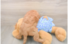 Smart Mini Goldendoodle Poodle Mix Pup