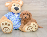 7 week old Mini Goldendoodle Puppy For Sale - Seaside Pups