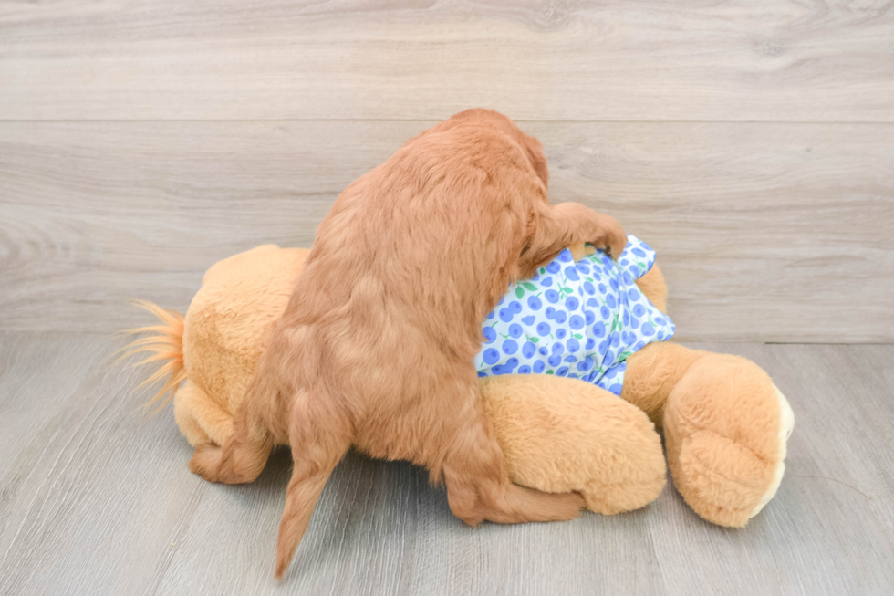 Happy Mini Goldendoodle Baby