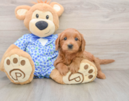 7 week old Mini Goldendoodle Puppy For Sale - Seaside Pups