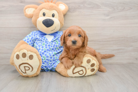 Mini Goldendoodle Puppy for Adoption