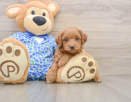 8 week old Mini Goldendoodle Puppy For Sale - Seaside Pups