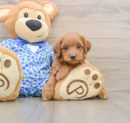 8 week old Mini Goldendoodle Puppy For Sale - Seaside Pups