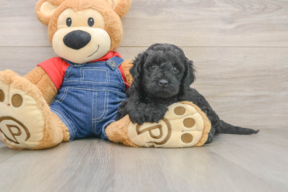 Mini Goldendoodle Puppy for Adoption