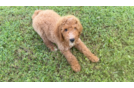Cute Mini Goldendoodle Poodle Mix Pup