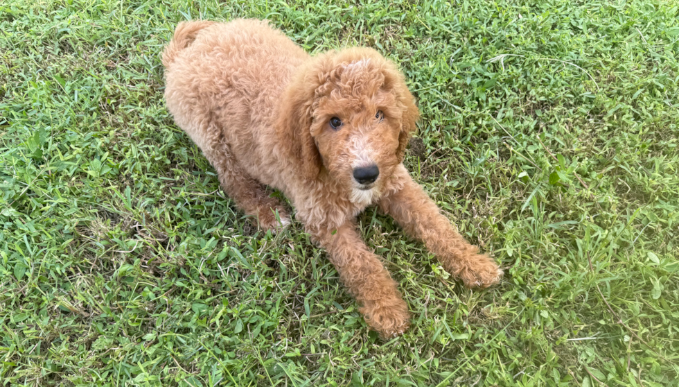 Cute Mini Goldendoodle Poodle Mix Pup