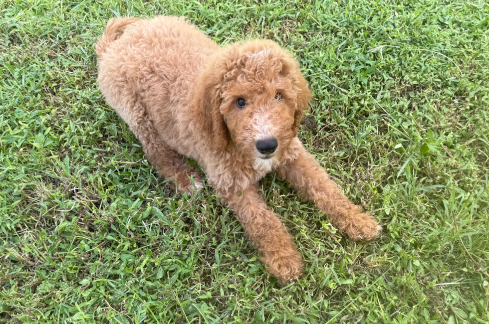12 week old Mini Goldendoodle Puppy For Sale - Seaside Pups